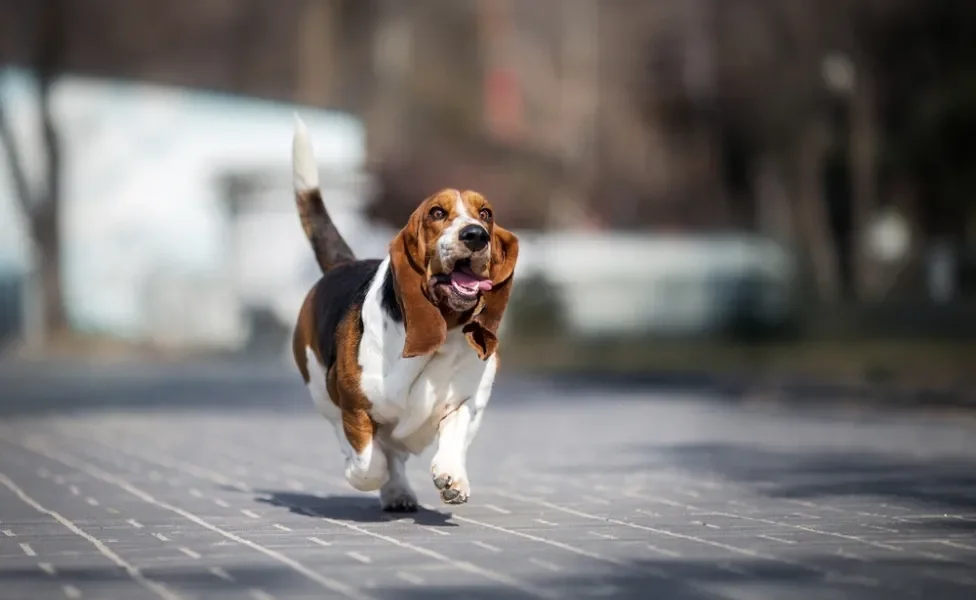 Basser Hound correndo ao ar livre