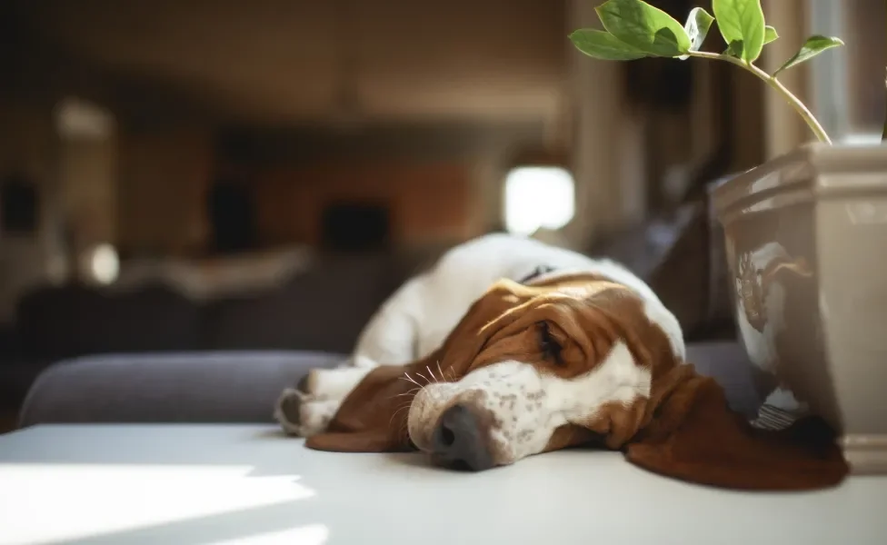 Basset Hound dormindo em cima da mesa