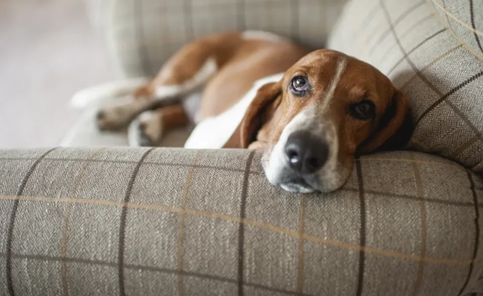 Basset Hound deitado em sofá