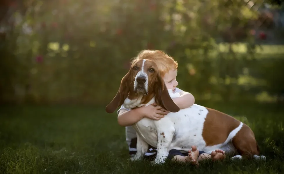 Basset Hound sendo abraçado por criança