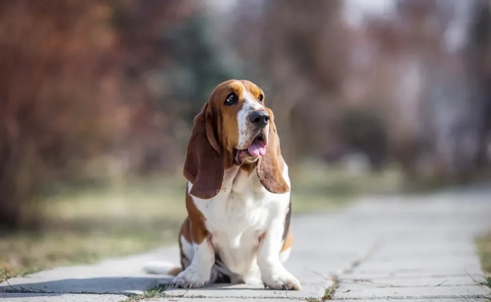 Basset Hound sentado ao ar livre