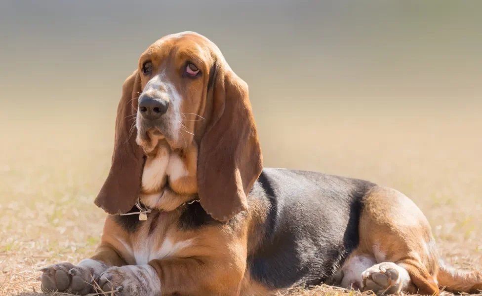 cachorro basset hound sentado no chão