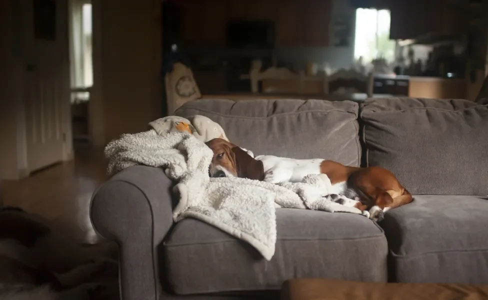 Basset Hound dormindo no sofá