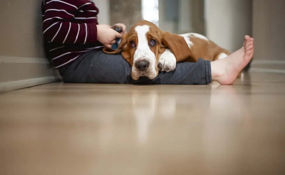 Cão Basset Hound deitado no colo de criança