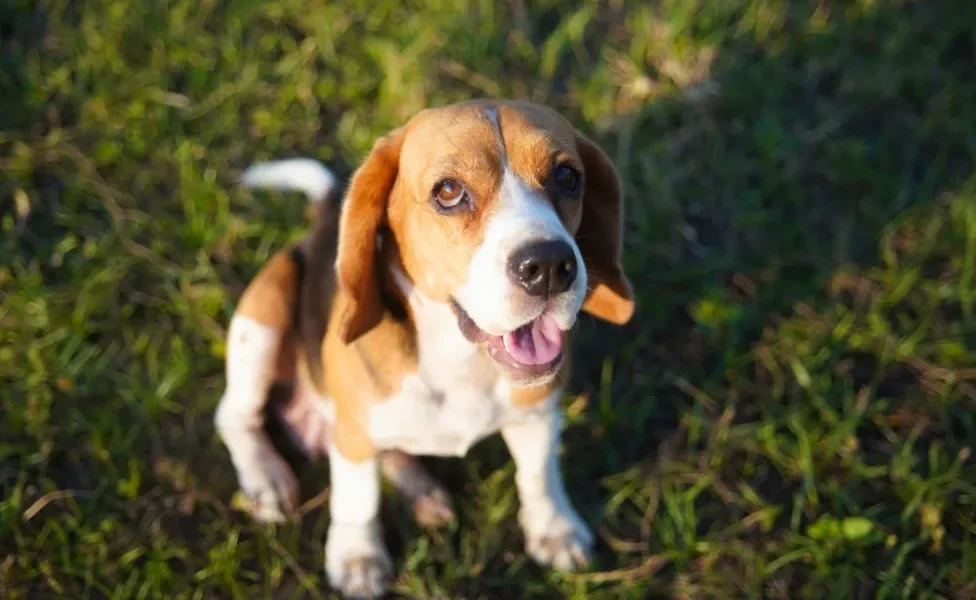 Beagle sentado na grama