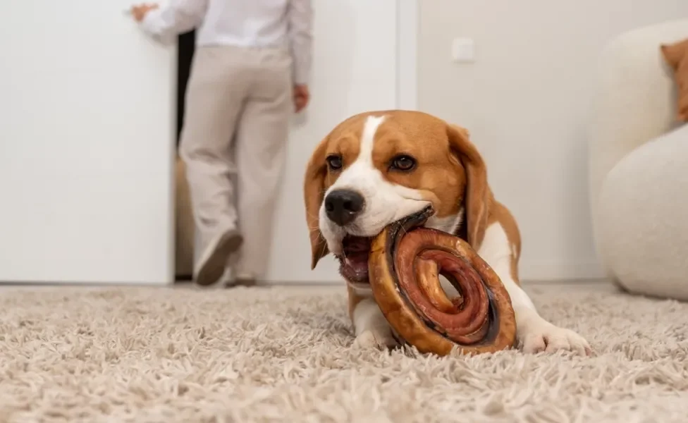 Beagle brincando com ossinho dentro de casa