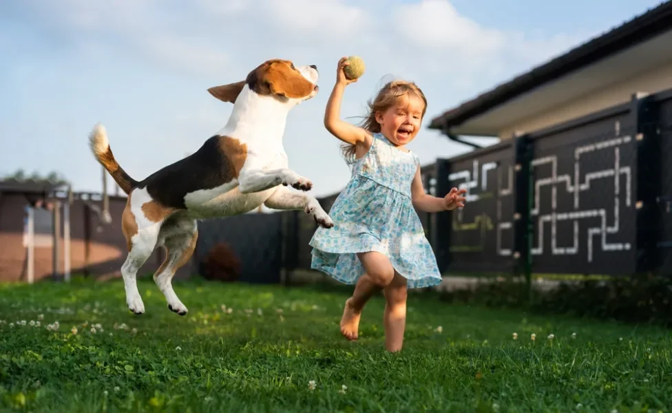 Beagle pulando e brincando com criança