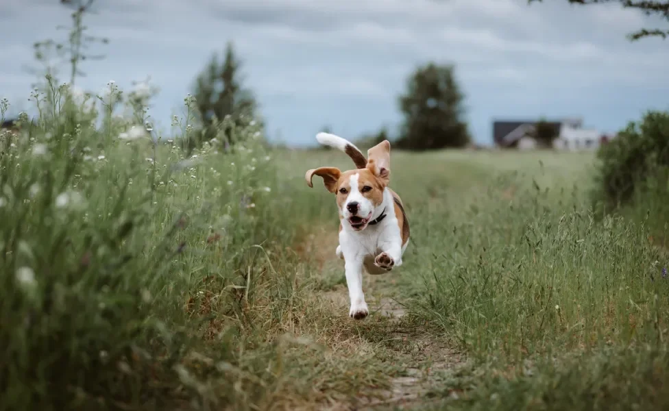 Beagle correndo ao ar livre