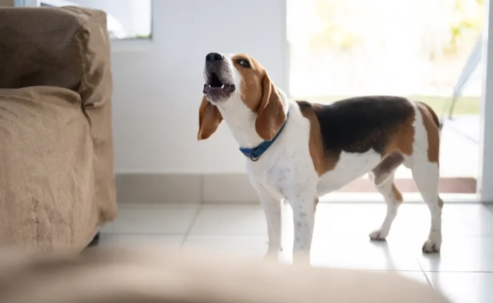 cachorro beagle latindo em casa