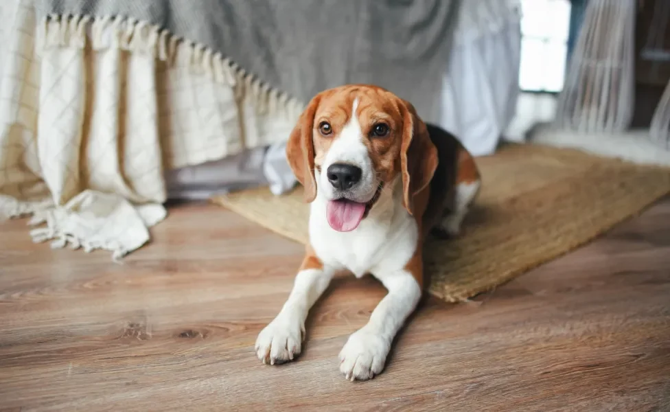 Beagle deitado no chão de casa