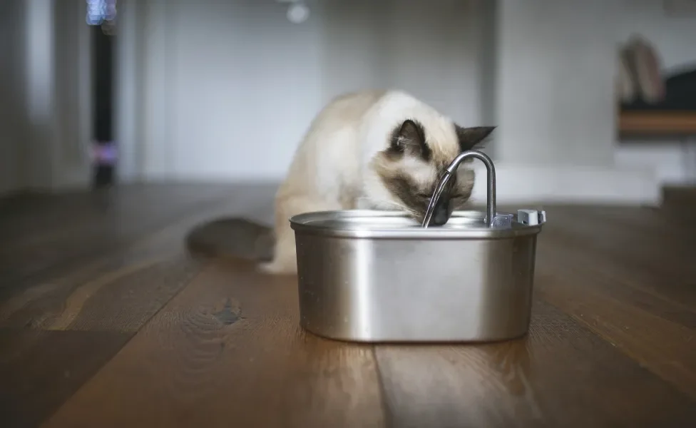 Gato bebendo água em bebedouro prateado