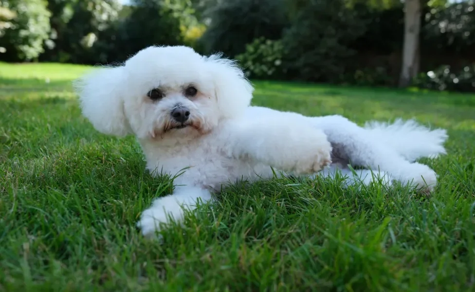 Bichon Frisé deitado na grama