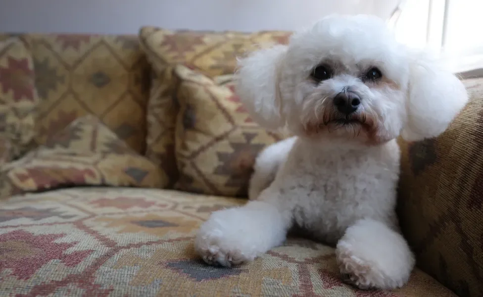 Bichon Frisé deitado no sofá