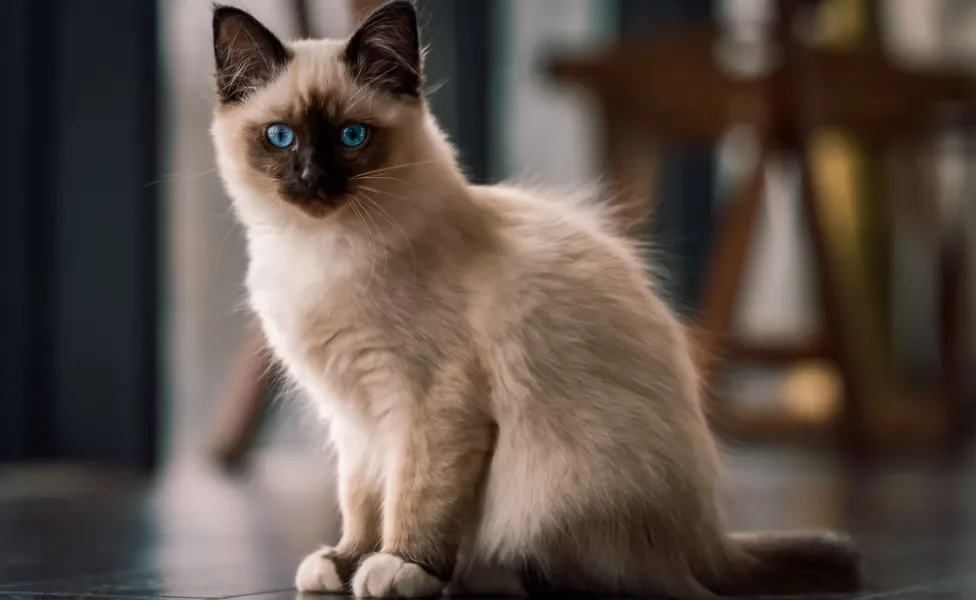 gato peludo da raça Birmanês sentado dentro de casa