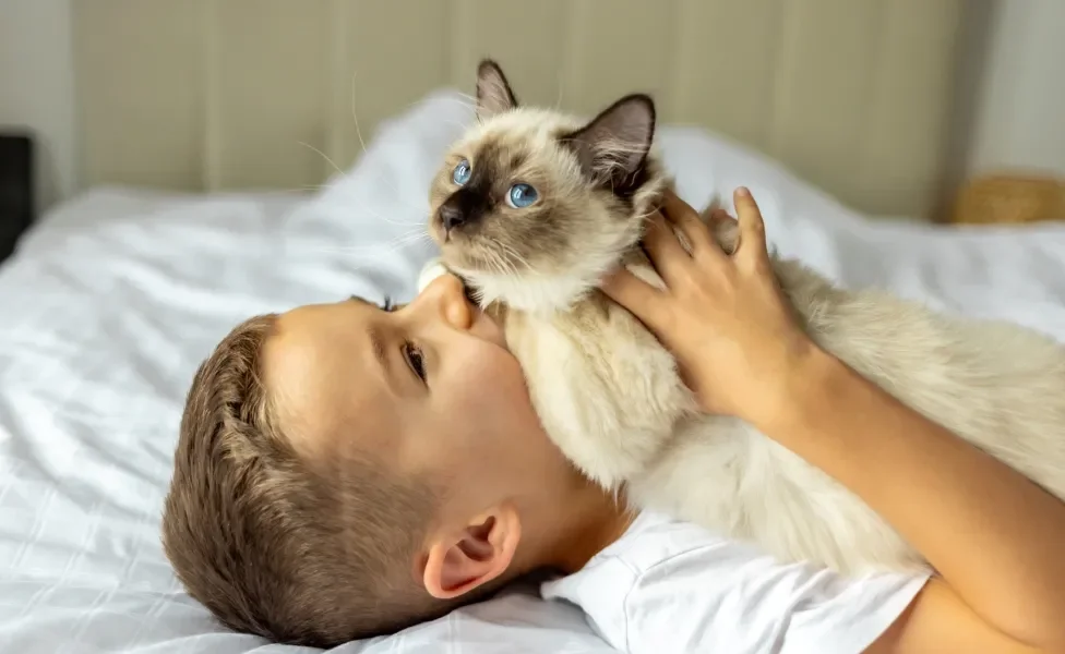 gato Birmanês deitado em cima de criança