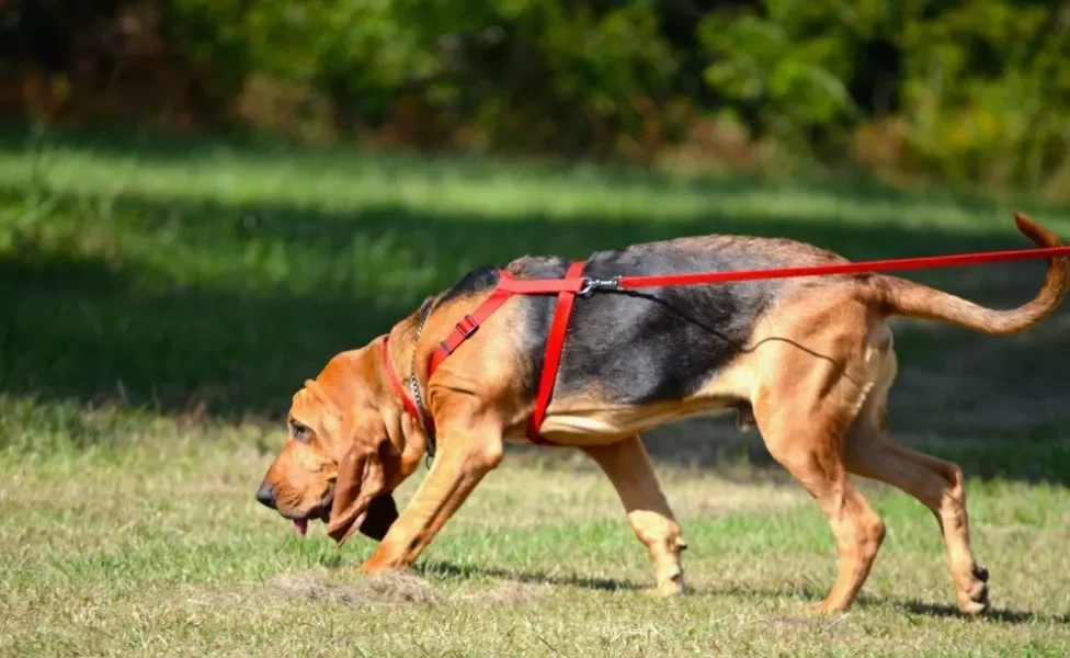 Bloodhound farejando a grama