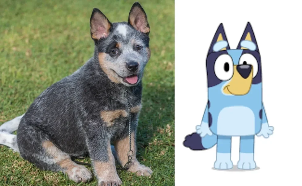 Montagem de Bluey ao lado de um Boiadeiro-Australiano