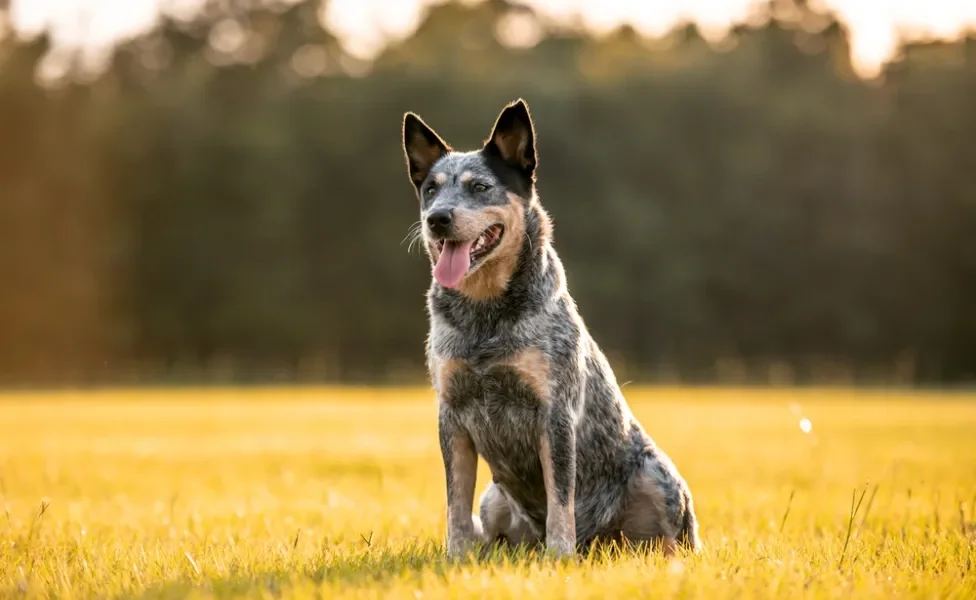 cachorro boiadeiro australiano