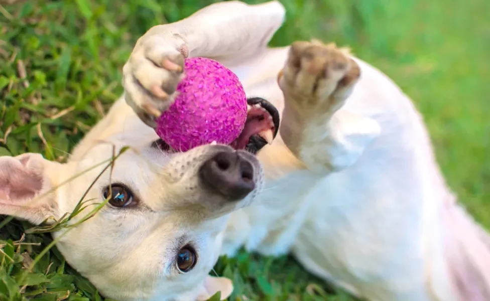 cachorro brincando com bolinha de cachorro