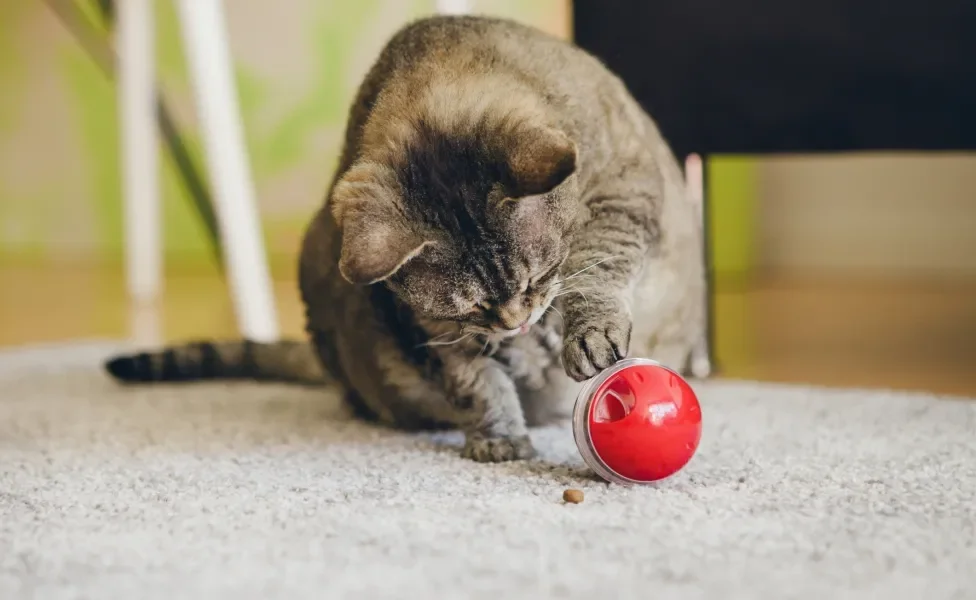 Gato cinza brincando com bolinha vermelha em cima de tapete