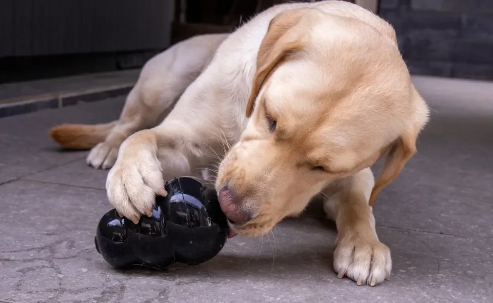 cachorro com bolinha recheada