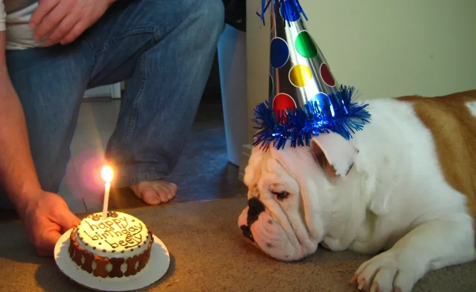 Bulldog Inglês olhando bolo de aniversário para cachorro