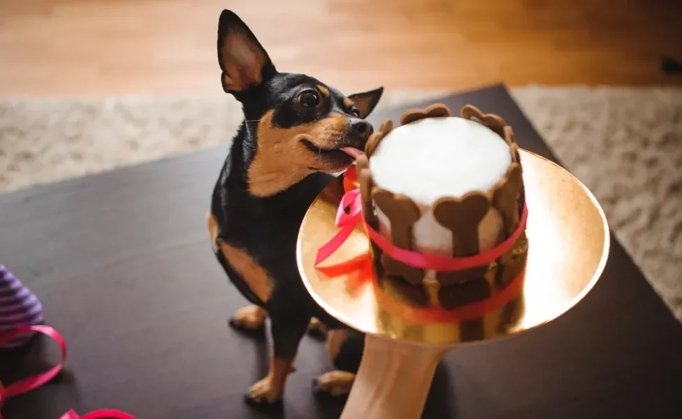 cão lambendo um bolo para cachorro