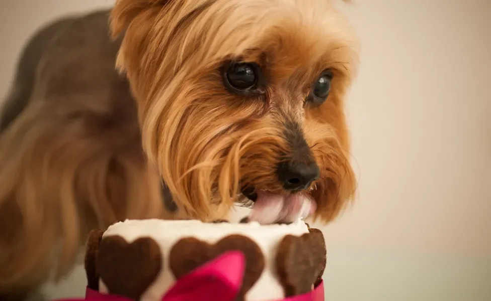 yorkshire comendo bolo para cachorro