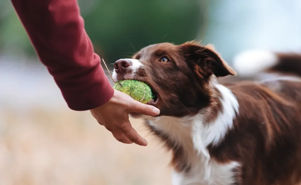 Border Collie brincando de bolinha com humano