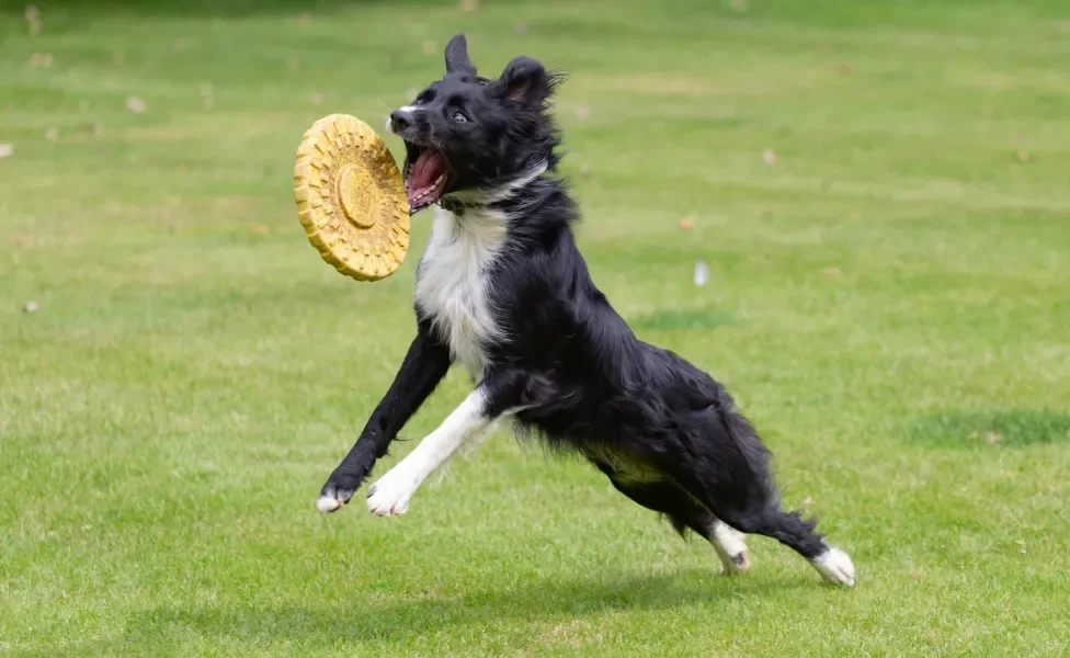 Border Collie brincando de frisbee ao ar livre