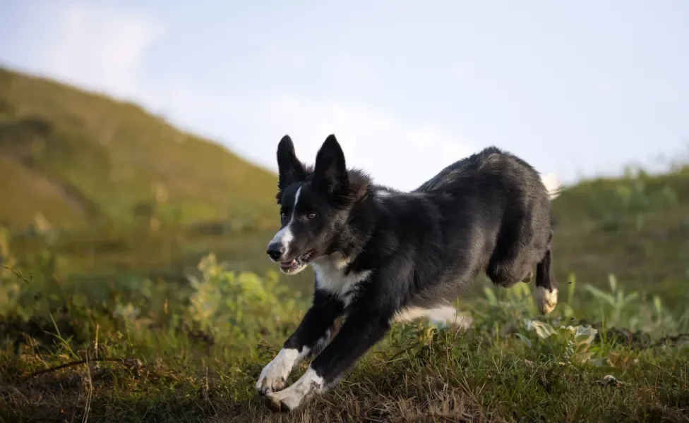 Border Collie correndo ao ar livre