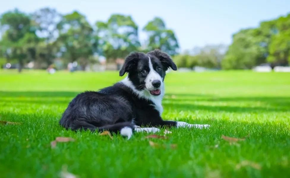 Border Collie deitado na grama