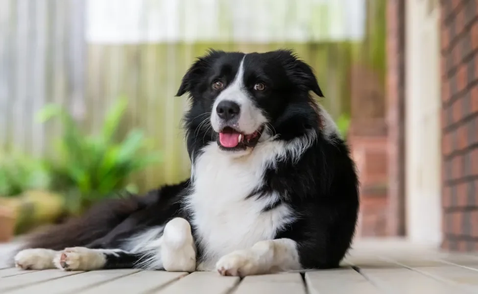 Border Collie sentado na varanda