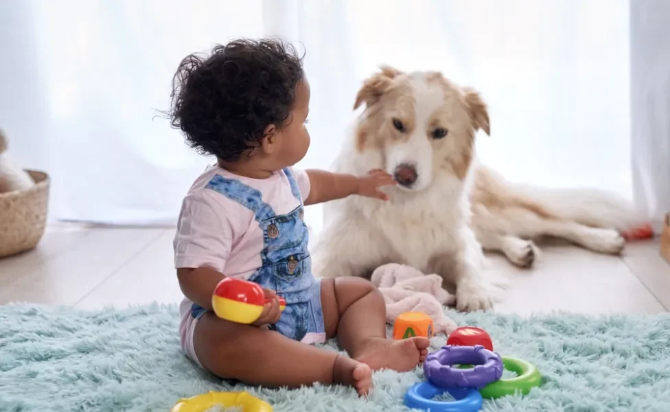 bebê brincando com cão da raça Border Collie