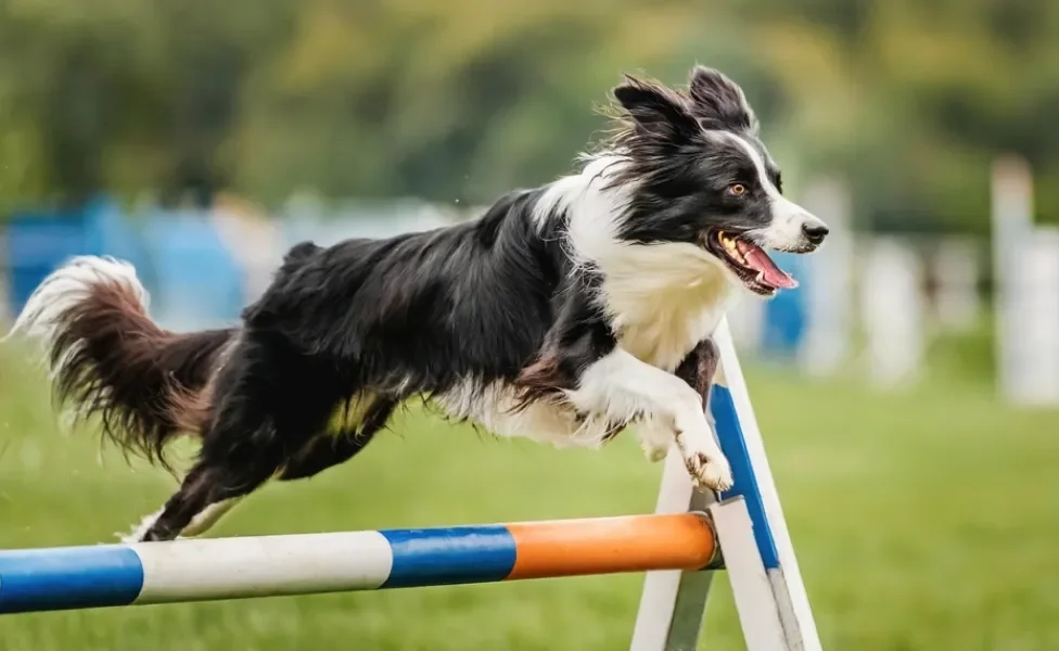 Border Collie pulando obstáculo ao ar livre