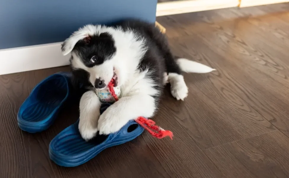 border collie filhote brincando