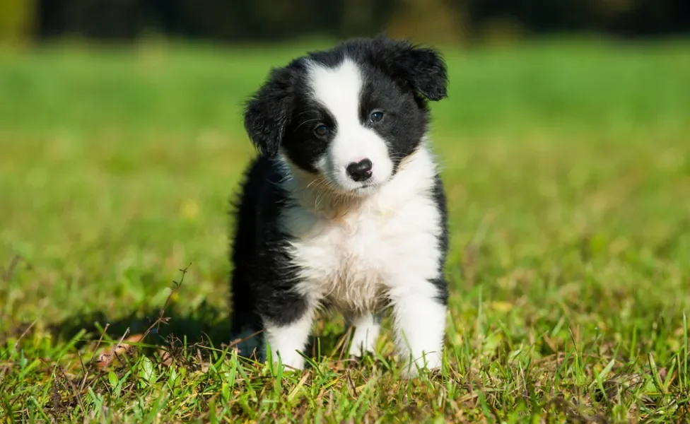 filhote de border collie em pé no gramado