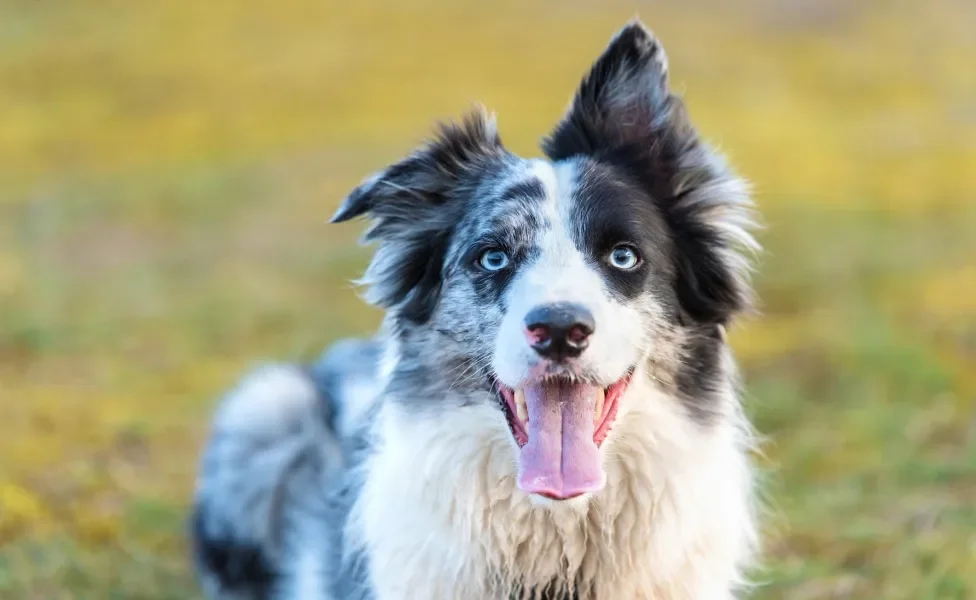 border collie blue merle feliz com a língua de fora