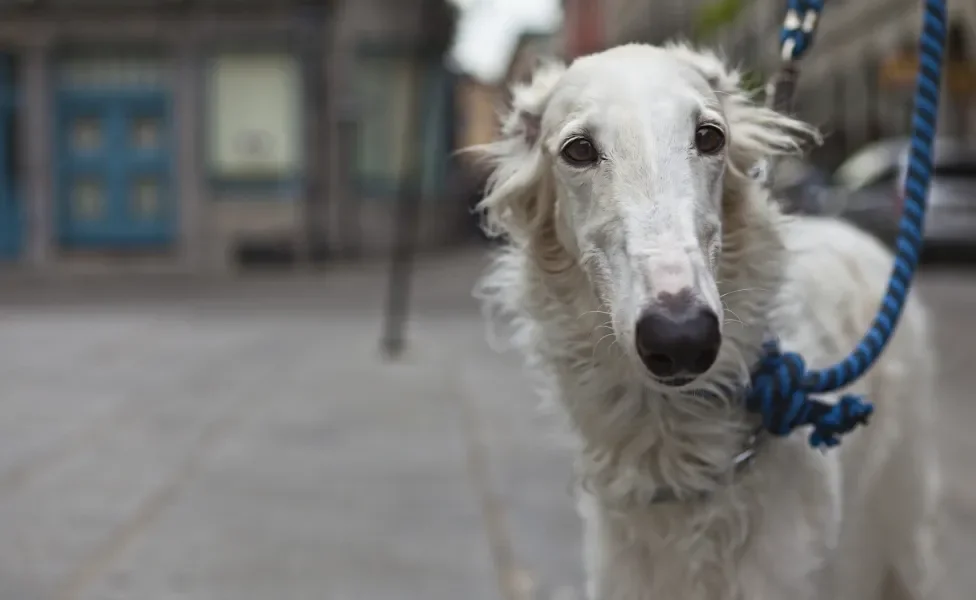 Borzoi de coleira na rua