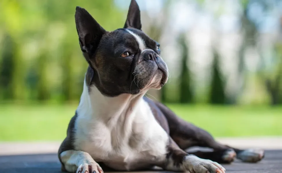 cachorro boston terrier deitado no quintal