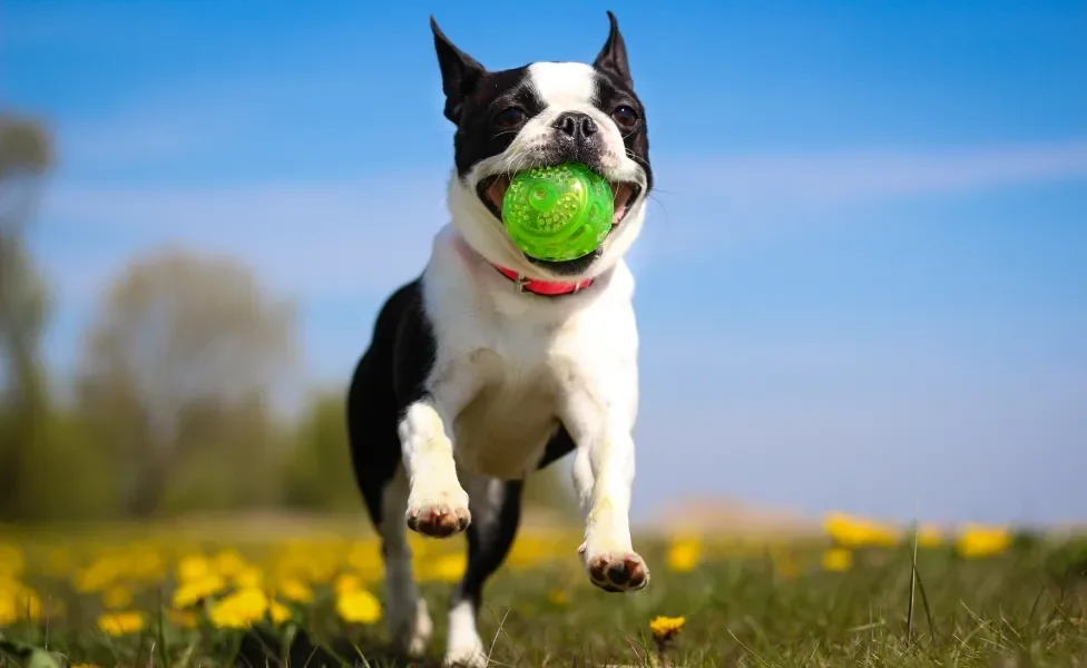 Boston Terrier correndo ao ar livre com bolinha na boca