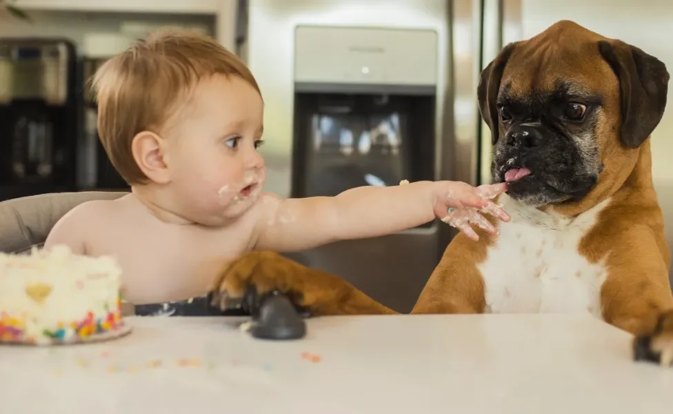 Boxer ao lado de criança