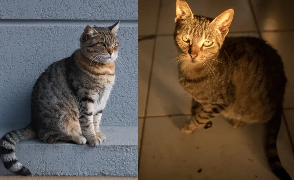 brazilian shorthair e gato rajado