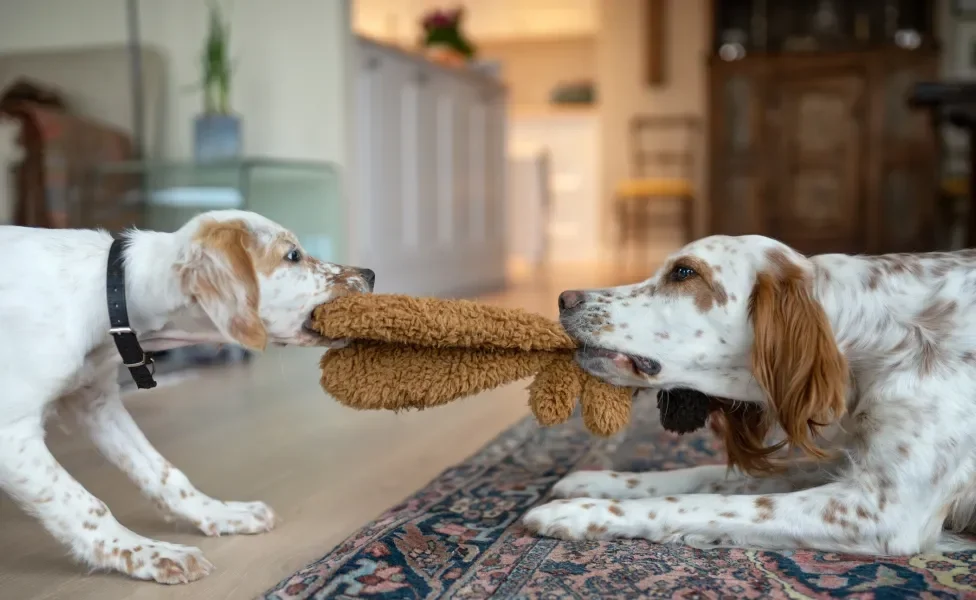 Dois cães disputando um pano, cada um mordendo de um lado