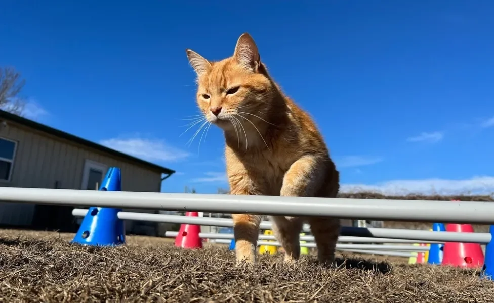 brincadeiras para gatos: gato brincando de circuito