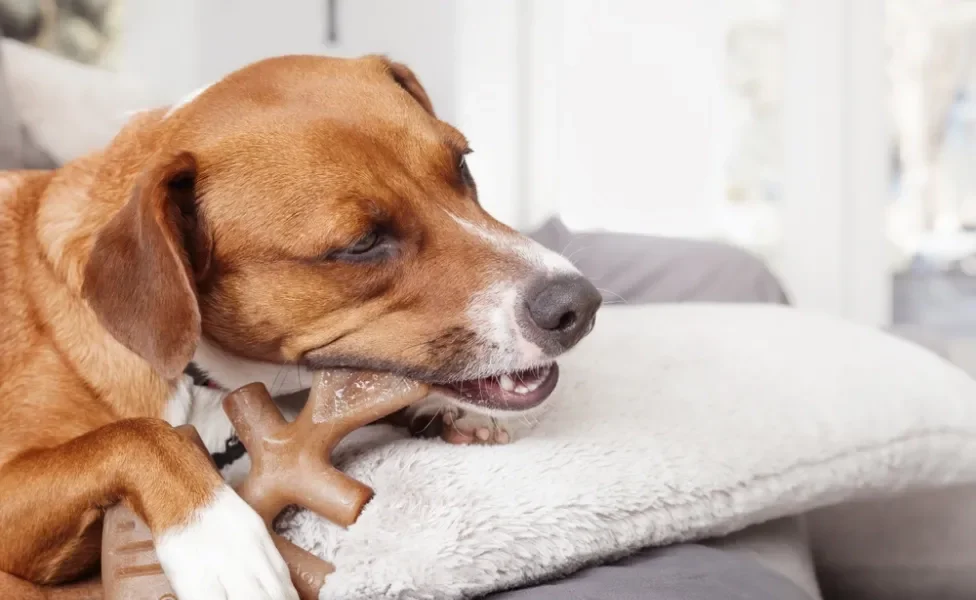 Cachorro deitado em sofá mordendo brinquedo