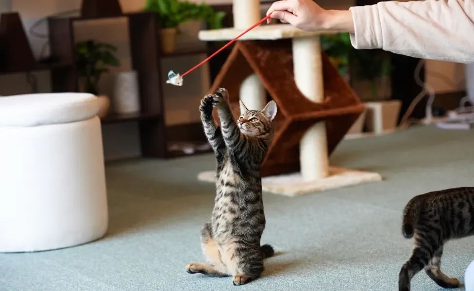 Pessoa se divertindo com gato usando brinquedo