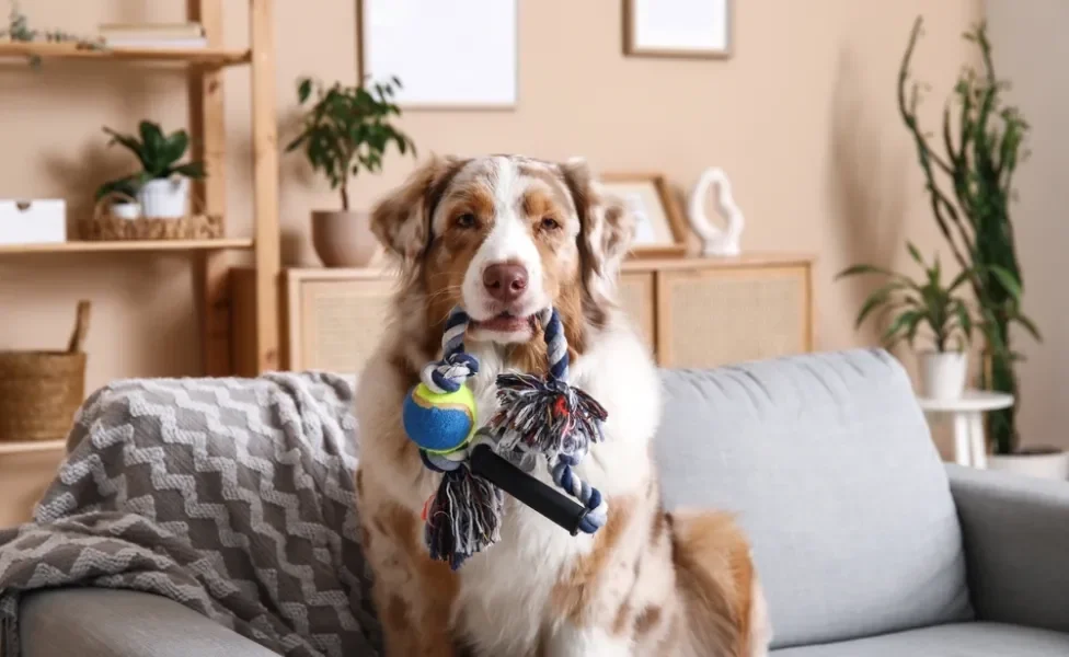 Cachorro com brinquedo na boca sentado em sofá