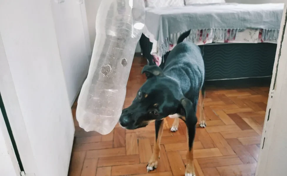 cachorro vira-lata preto olhando para brinquedo para cachorro com garrafa pet pendurada