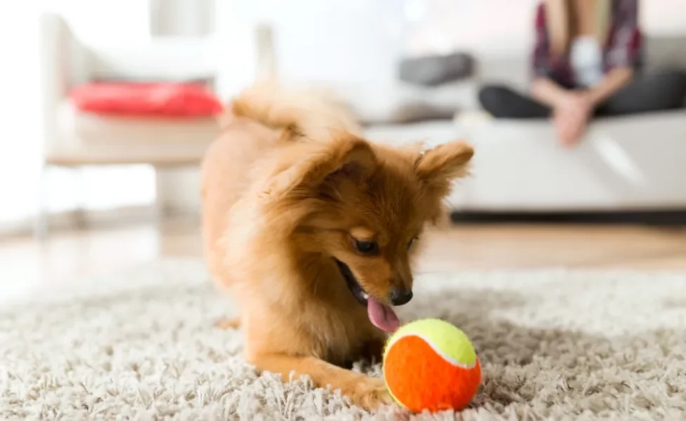 cachorro brincando com brinquedos interativos para cachorro